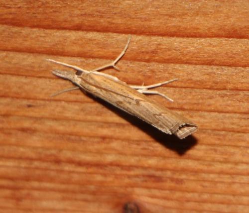 Pediasia contaminella